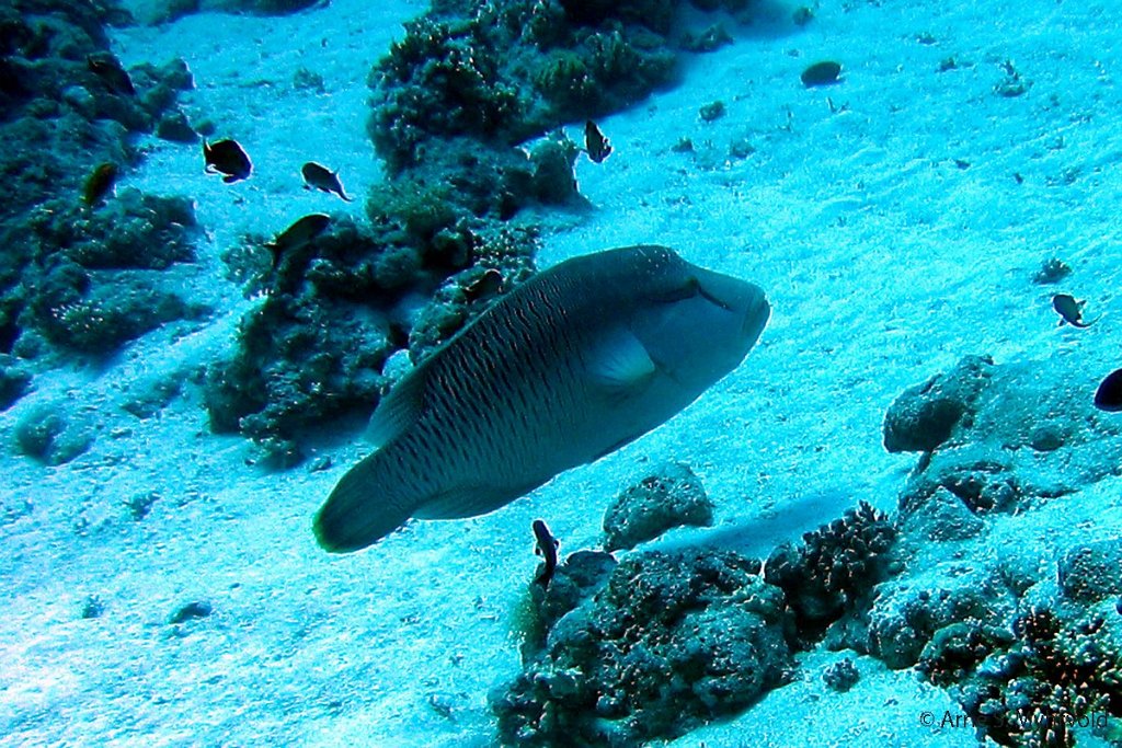 2006- Yolanda reef (22).jpg